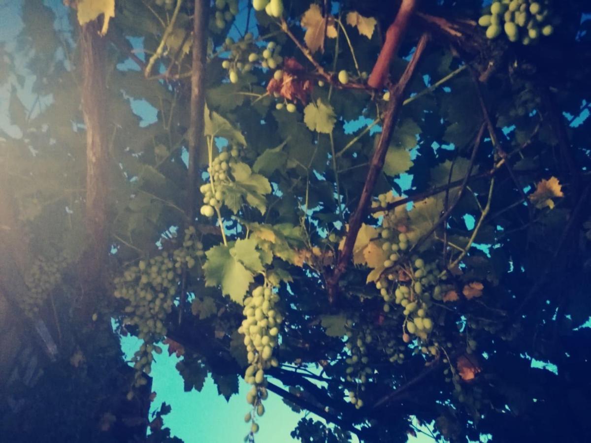 Casetta Nel Podere Di Massi バルベリーノ・ディ・ムジェッロ エクステリア 写真
